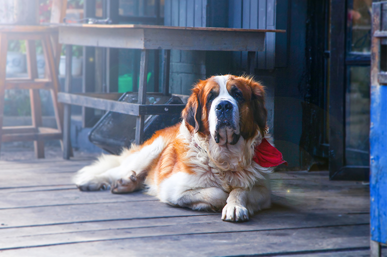 Nuôi chó để trông chừng tài sản ở nông thôn của bạn