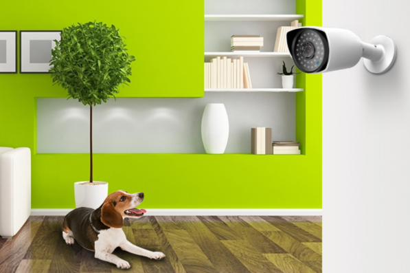 10 lời khuyên hữu ích giúp thú cưng của bạn bận rộn khi bạn đi vắng